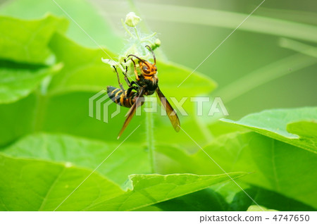 Daijobu bee and wasteland gushi I am tasty. 4747650