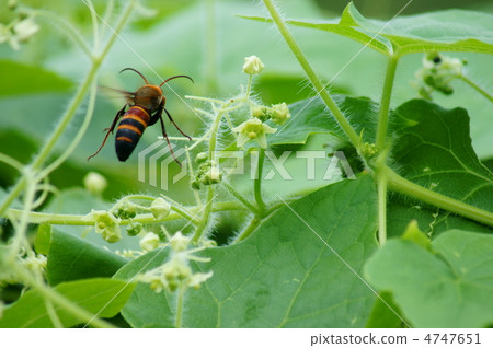 Reappearance of big sparrow bee and wastelon melon sparrow bee Reappearance of big sparrow bee and wastelon melon sparrow bee 4747651