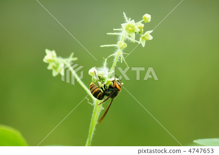 Daijobu bee and wasteland gushi I am tasty. 4747653