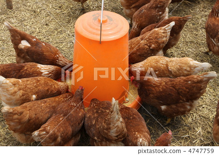 Boris Brown chicken Boris Brown chicken 4747759