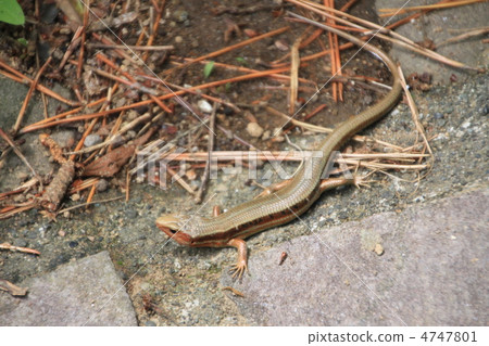 Japanese lizard Japanese lizard 4747801