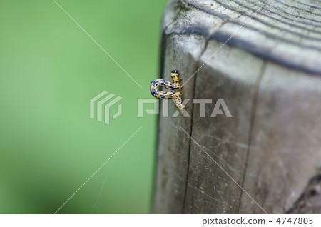 梅枝蛾的幼蟲是一種奇特的花苞。 4747805