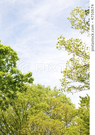 Fresh green Fresh green 4750674