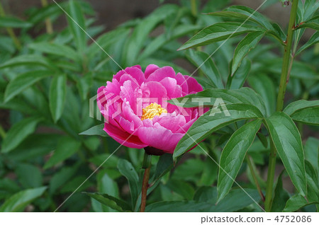 牡丹在初夏種植 4752086