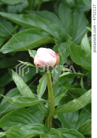 Peony planting in early summer Peony planting in early summer 4752117