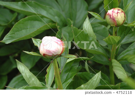 Peony planting in early summer Peony planting in early summer 4752118