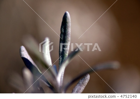 咖哩·植物 咖哩·植物 4752140