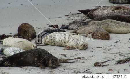 Seals Seals 4752141