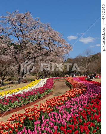 Hamamatsu Flower Park · Tulip Field 4752146