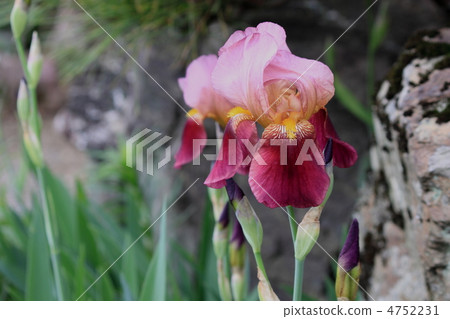 京都日本庭院在初夏 4752231