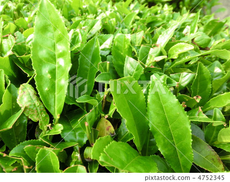 茶葉 茶葉 4752345