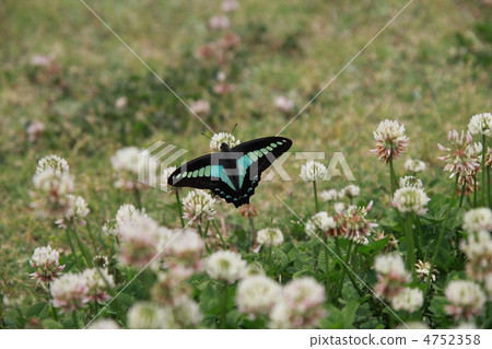 Aosugegeha [back] and clover (white clover) 4752358