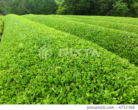 茶園 茶園 4752366