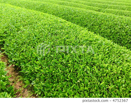 茶園 茶園 4752367