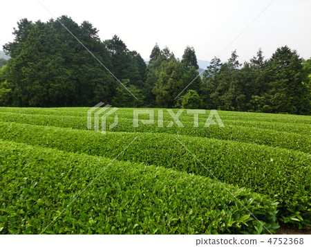 茶園 茶園 4752368