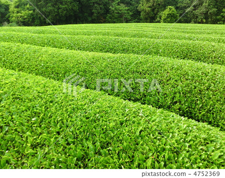 茶園 茶園 4752369