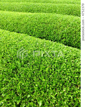 Tea plantation Tea plantation 4752370