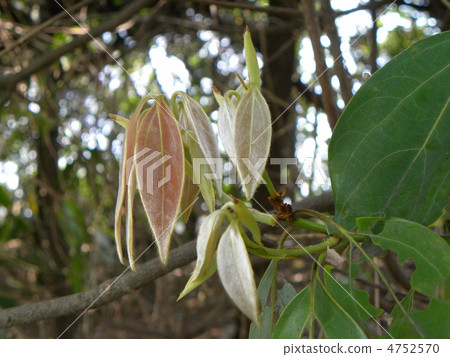 White leaves like Noren are pretty Shirodamo 4752570