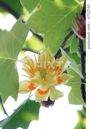 Tulip flowers Tulip flowers 4752595