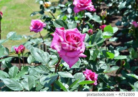 Rose · Shiun cloud 4752800