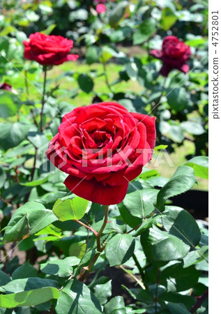 Rose Papa Meian 4752801
