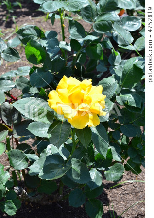 Rose·Midas Touch Rose·Midas Touch 4752819