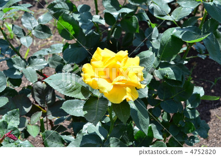 Rose·Midas Touch Rose·Midas Touch 4752820