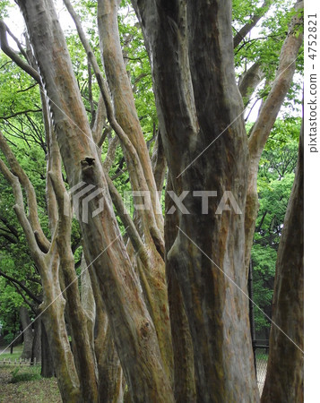 The bark of Shimusaurusberu is Suberbe The bark of Shimusaurusberu is Suberbe 4752821