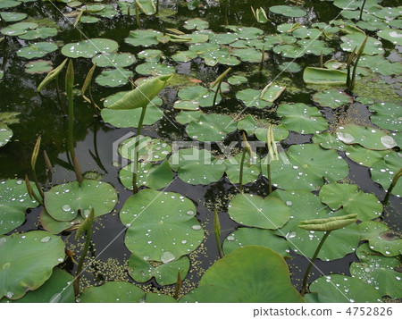 蓮花的嫩葉會下雨 蓮花的嫩葉會下雨 4752826