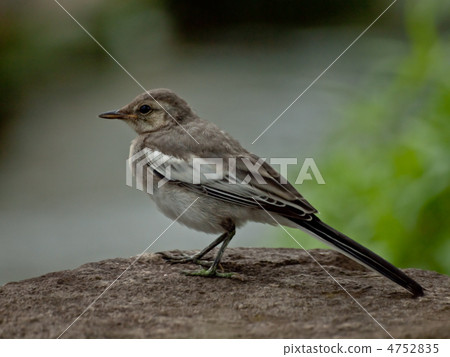 The young bird of the cabbage 4752835