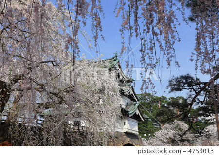 Split cherry tree and Hirosaki castle 4753013