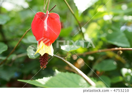 提洛爾燈 4753210