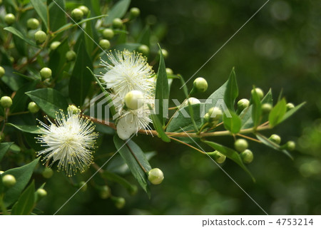 慶祝樹花 4753214