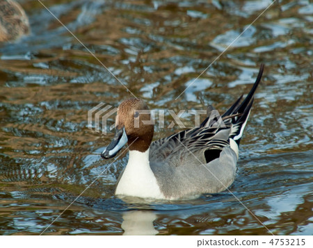 上野鴨下河（男） 4753215