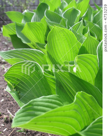 Fresh green bamboo leaves 4753259