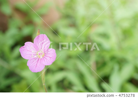 可愛的花 4753278