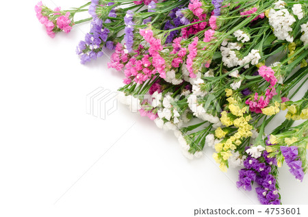 哈娜花束哈哈哈 4753601