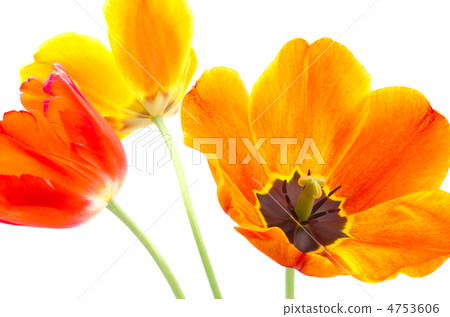 溫暖的顏色系統鬱金香花充分的開頭 4753606