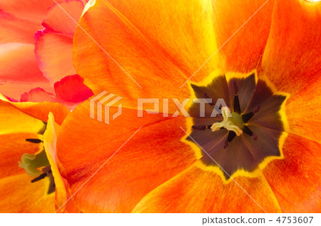 完全打開的溫暖的顏色漸變鬱金香花 4753607