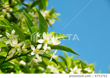蘭花花 4753781