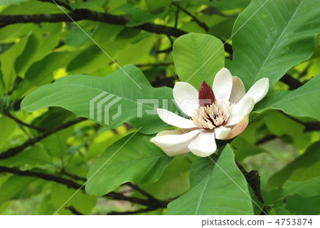 Flower of flowers 4753874