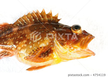 Bamboo (torso) 4754119