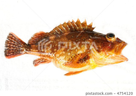 蝎子魚 蝎子魚 4754120