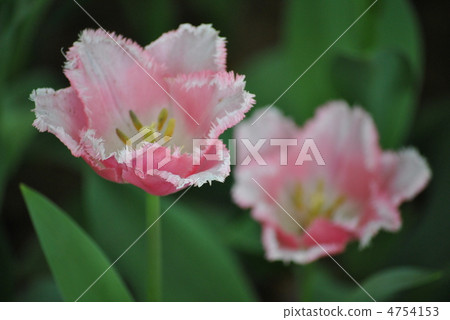 Showa Memorial Park tulips Showa Memorial Park tulips 4754153