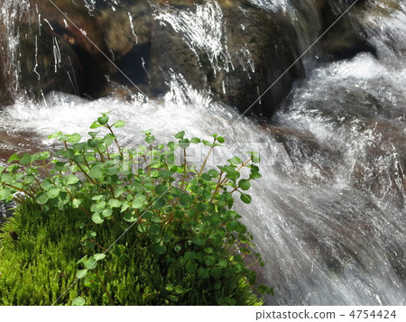 Minamizawa春天春天 Minamizawa春天春天 4754424