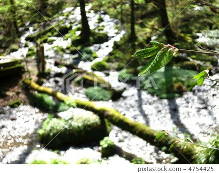 栃木縣鹽谷町內藤澤春泉 4754425