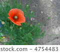 Poppy 4754483