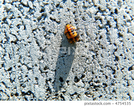 Nana Hoshi Tentou的蛹 Nana Hoshi Tentou的蛹 4754535