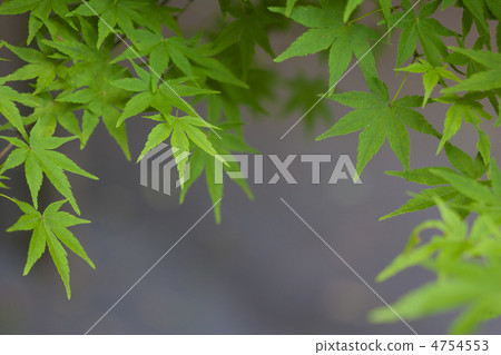 Fresh green maple Fresh green maple 4754553