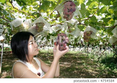 葡萄採摘 4754584